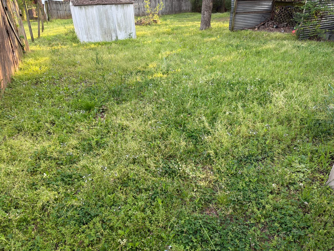 Unkempt commercial property lawn with weeds before landscaping service